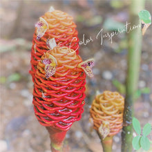 Load image into Gallery viewer, Flora Stemless Glass - Set of 4