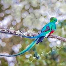 Load image into Gallery viewer, Quetzal Wine Glass - Set of 4