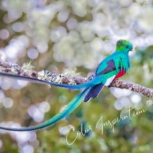 Load image into Gallery viewer, Quetzal Balloon Glass - Set of 4